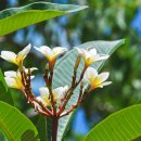 플루메리아 이미지