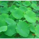 패랭이꽃의 저항 이미지