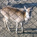 연암목장 이미지