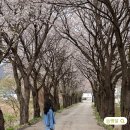 문막체육공원길 | 원주 벚꽃 명소 가볼만한곳 섬강 문막체육공원 모토 오토 노지 차박 캠핑장