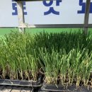 봄농약사 이미지