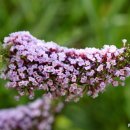 꽃들처럼 이미지