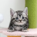 청담고양이 이미지