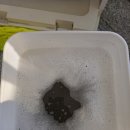 울산중앙약국 네이버블로그