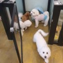 쿨쿨펫 | 구미 쿨쿨펫 비숑 미용후기 : (+유치원도 갔어요!!)