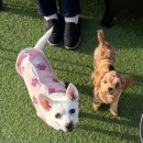 댕스라지 | 대전 대형 애견운동장이 있는 애견카페 &lt;댕스파크&gt; 후기