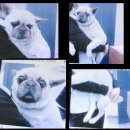 국화라이프 이미지