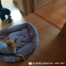 퀸스애견학교