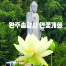 7월16일 착한가격 고즈넉한 아가페 정원 & 송광사 연꽃 출사 갑니다 이미지