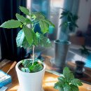 한국커피협회 바리스타 2급 자격증 취득과정 이미지