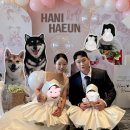 블리스(Bliss) | 대구 돌잔치 아이폰 스냅 블리스(bliss)후기😊