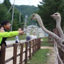 삼두목장 티스토리