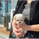 부산강아지분양 디몽 광안리본점 이미지