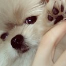 스타일나개 이미지