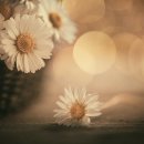 꽃의편지 - 북구 박상진9로 19 | 꽃의편지