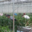 홍순농장 이미지