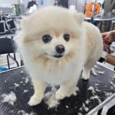 꿈의 애견미용 이미지