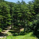 웰니스 코리아 이미지