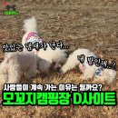 D6 | 애견동반 가능한 김제 캠핑장 모꼬지캠핑장 D6 후기