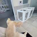 현대종합동물병원 - 도봉구 도봉로 669 | 의정부 송산역 부근 현대동물병원에서 건강검진 받은 후기