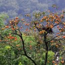 감나무집.홍시 이미지