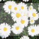 정약용 조선 후기 사회 변화의 밑거름을 제공한 인물이에요.