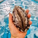 전복총각 이미지