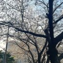 삼락카 이미지