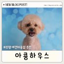 햇살애견미용실 | 부평 애견미용실 추천 아콩하우스 푸들 비숑 테디베어컷 후기