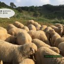 번창목장 이미지
