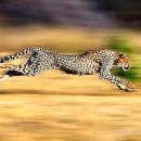 치타(CHEETAH) 이미지