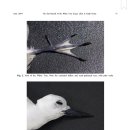 The First Record of the White Tern (Gygis alba) in South Korea. [흰제비갈매기] 이미지