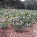 미소농장 이미지