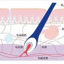 머리털의 노화의 원인은 두피(頭皮), 올바른 Ageing Care의 방법 이미지