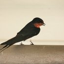 서포시장 이미지