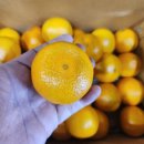 제주 서귀포 비파괴 황금향&amp;고당도 타이벡 감귤 특가판매!!!! 이미지