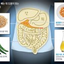 고추의 매운 성분 암세포 파괴 과정 밝혀져 이미지