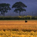 풍요의 바람 이미지