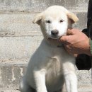 복희 이미지