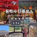 계룡산동학사스타 | 계룡산 동학사 단풍코스 가는 길 계곡 펜션 카페