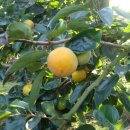 홍원농장 이미지