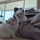 캣돌 캐터리 이미지