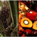 오일농장 이미지