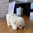 평택 강아지분양 고양이분양 파라다이스펫본점 | 천안 강아지분양 고양이분양 파라다이스펫본점 에서 새로운 가족을