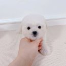 허니멍 이미지