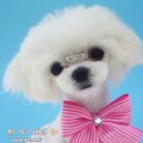 아지펫살롱 이미지