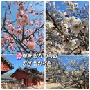 장성공원2 | 전남 장성 필암서원 매화 🌸 광주 근교 숨은 꽃구경 명소 | 유네스코 세계문화유산 + 아이 체험학습 추천