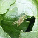 대추머리목장 이미지