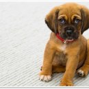 인천24시유앤미동물병원 이미지