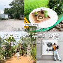 애견샵 어린왕자 | 제주 서쪽 뚜벅이 여행 : 어린왕자감귤밭, 오설록티뮤지엄, 풀베개